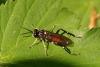 Macrophya militaris